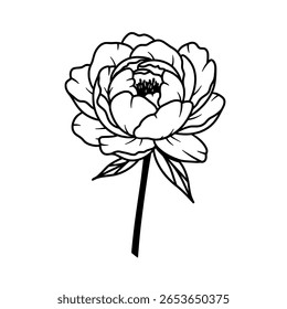 Linda flor de peônia em um desenho de arte de linha simples e limpo. Ícone de contorno minimalista para marca floral, logotipos ou convites de casamento.