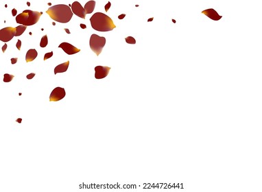 Beautiful Petal Spring Vector White Background. Fall Cherry Backdrop. Burgundy Lotus Beauty Poster. Pink Sakura Flying Frame.
