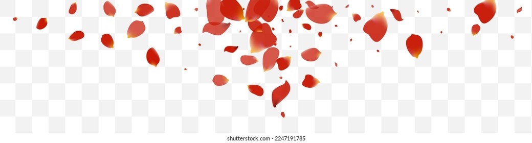 Hermoso Vector De Verano Petal Fondo Panorámico Transparente. El telón de fondo de las flores en Japón. Afiche Volador Rosa. Delicar plantilla de Lotus Blur.
