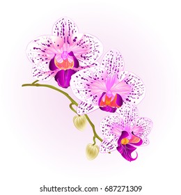 Beautiful Phalaenopsis Orchid purple and white stem with flowers and buds closeup vintage vector editable illustration hand draw