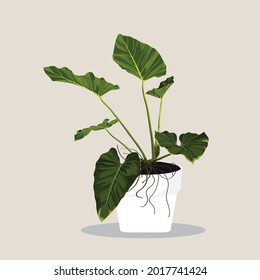 Beautiful Philodendron tree in ceramic pot. Stylish houseplant design element for modern interior room.