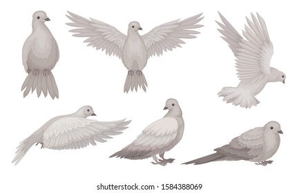 Beautiful Pigeons Collection, Dove in Different Poses, Symbol of Peace, Faith and Love Vector Illustration