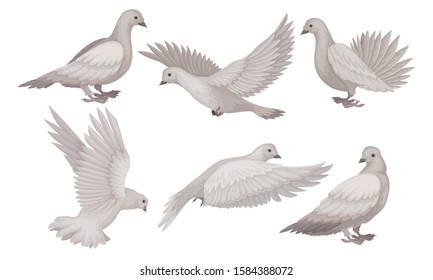 Beautiful Pigeons Collection, White Dove in Different Poses, Symbol of Peace, Faith and Love Vector Illustration