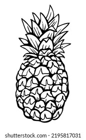 Beautiful pineapple ink drawing, hand drawn and vectorized. Ripe pineapple with leaves, coloring page, uncolored tropical fruit
