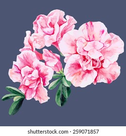Beautiful pink Azalea watercolor illustration