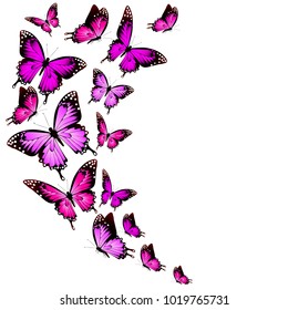 beautiful pink butterflies, isolated  on a white