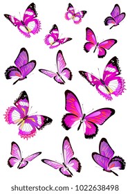 beautiful pink butterflies, isolated  on a white