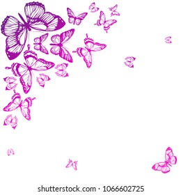 beautiful pink butterflies, isolated  on a white