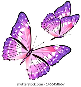 beautiful pink butterflies, isolated  on a white