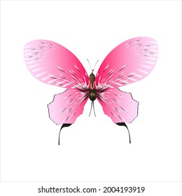 beautiful pink butterflies, isolated on a white background