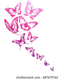 beautiful pink butterflies, isolated  on a white
