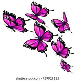beautiful pink butterflies, isolated  on a white