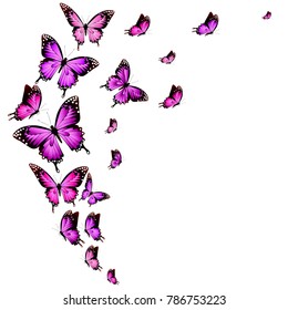 beautiful pink butterflies, isolated  on a white