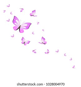 beautiful pink butterflies,isolated on a white 
