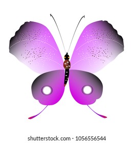 beautiful pink butterflies,isolated on a white 