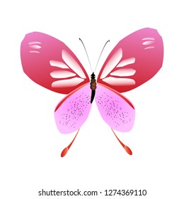 beautiful pink butterflies,isolated on a white 