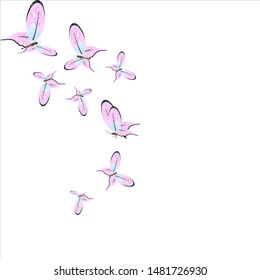 beautiful pink butterflies,isolated on a white 