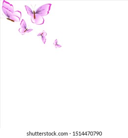 beautiful pink butterflies,isolated on a white 