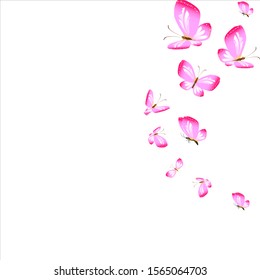 beautiful pink butterflies,isolated on a white 