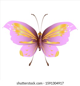 beautiful pink butterflies,isolated on a white 