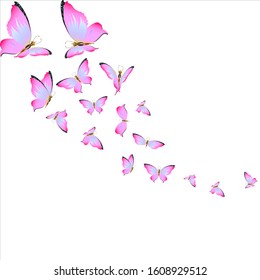 beautiful pink butterflies,isolated on a white 