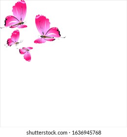 beautiful pink butterflies,isolated on a white 