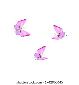 beautiful pink butterflies,isolated on a white 