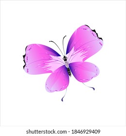 beautiful pink butterflies,isolated on a white 
