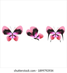 beautiful pink butterflies,isolated on a white 