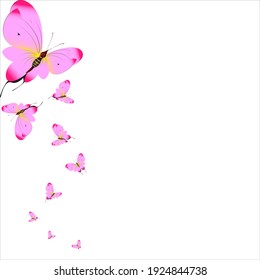 beautiful pink butterflies,isolated on a white 