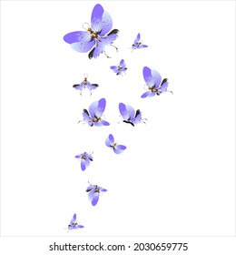 beautiful pink butterflies,isolated on a white 