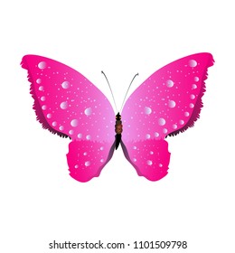 beautiful pink butterfly, isolated on a white 