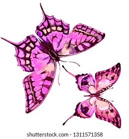 beautiful pink butterfly,watercolor,isolated on a white background