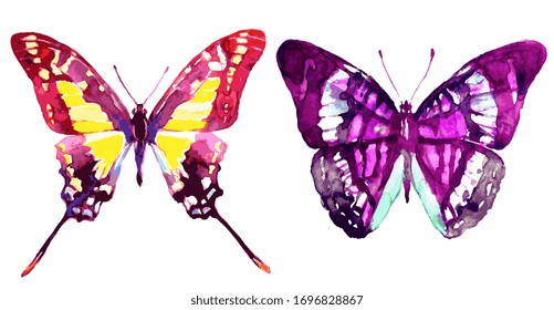 beautiful pink butterfly,watercolor,isolated on a white