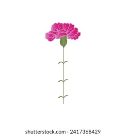 Beautiful pink carnation flower on white background
