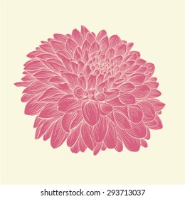 beautiful pink dahlia drawn in graphical style contours and lines, isolated on background. for greeting cards and invitations of wedding, birthday, mother's day and other seasonal holiday