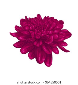 beautiful pink dahlia isolated on white background. for greeting cards and invitations of the wedding, birthday, Valentine's Day, mother's day and other seasonal holidays