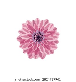 Beautiful Pink Dahlia Vector Illustration Isolated on White Background for Greeting Card Design