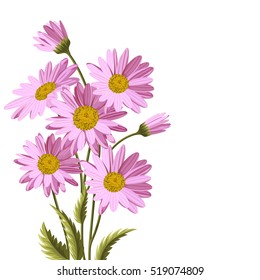 Beautiful pink daisies on white background. Floral vector background.