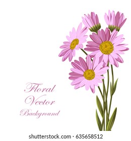 Beautiful pink daisies on white background. Floral vector background.