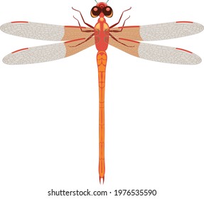 A beautiful pink dragonfly with transparent wings and large eyes. Summer pink flying insect. Vector illustration isolated on white background