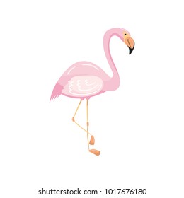 Beautiful pink flamingo, exotic tropical bird vector Illustration