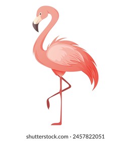 Beautiful pink flamingo on white background. Vector illustration of tropical bird for summer