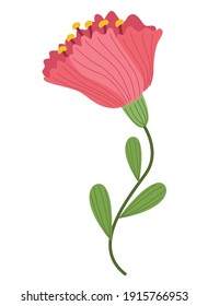 beautiful pink flower decorative icon vector illustration design