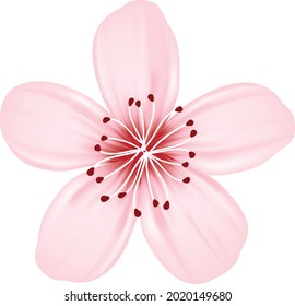 Beautiful pink flower vector illustration