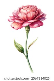 Beautiful pink flower, watercolor illustration, delicate petals, green leaves, nature art, floral design, botanical print.