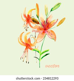 Beautiful Pink flower, Watercolor painting. Vector.