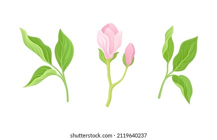 Beautiful pink flowers and leaves vector illustration on white background