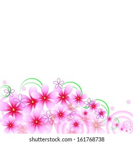 beautiful pink flowers on a white background