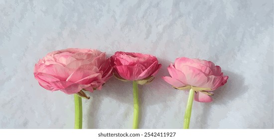 Beautiful pink flowers on a white background. Pink peonies. Pink roses. Delicate flowers. Floral background. Postcard with flowers. Postcard Birthday, Women's Day, Mother's Day.